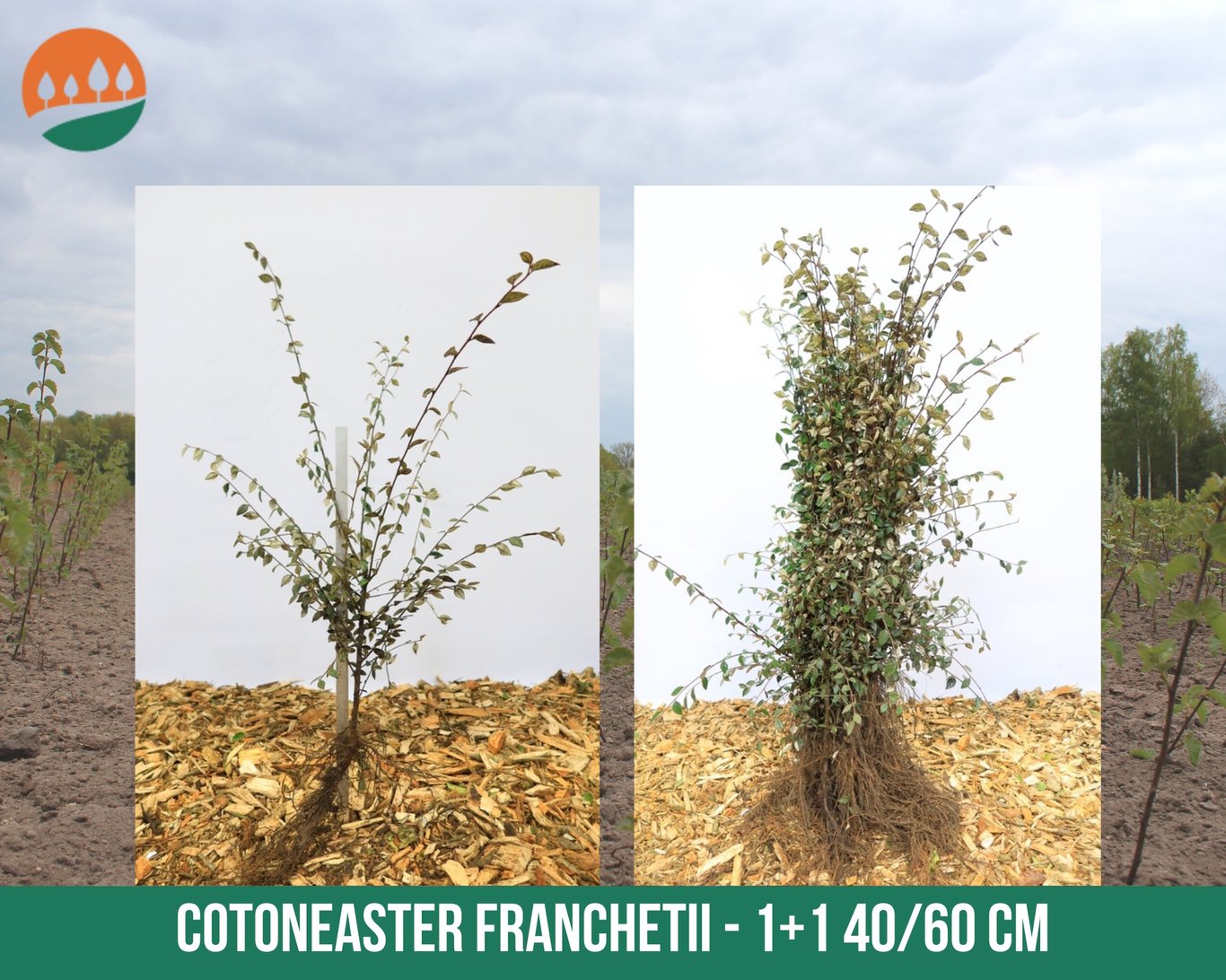 Cotoneaster franchetii - 40-60 CM bare root 1/1